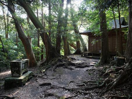 伊豆大島　波治加麻神社 波治加麻神社,森,神秘的の写真素材