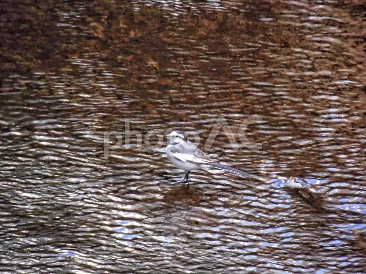 川の浅瀬を歩くハクセキレイ ハクセキレイ,鳥,野鳥の写真素材