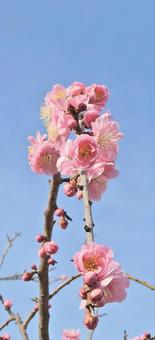 梅のジェットコースターの写真