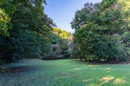 秋空の蓮ヶ池史跡公園 森林,森,葉の写真素材
