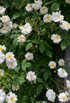 薔薇 薔薇の写真