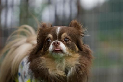 チワワのポートレート 犬,チワワ,ちわわの写真素材