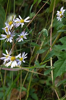 四季の山野草　ヨメナの写真