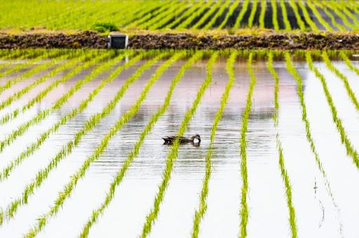 Ducks in the rice field, JPG