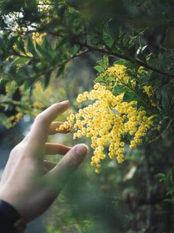 春の訪れ ミモザ,花,春の写真素材