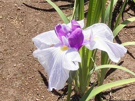 花菖蒲 花菖蒲の写真