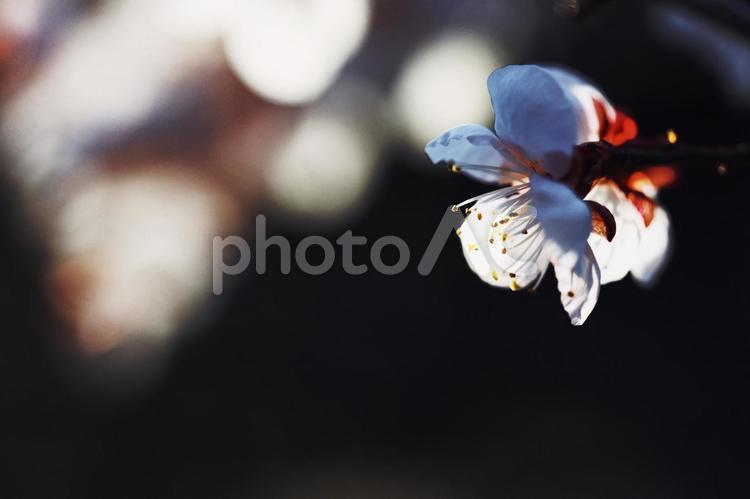 桜のマクロ撮影 桜,さくら,サクラの写真素材