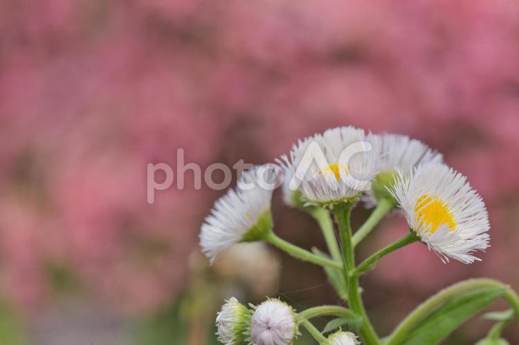 桃色バックのヒナギク 花,ピンク,つつじの写真素材