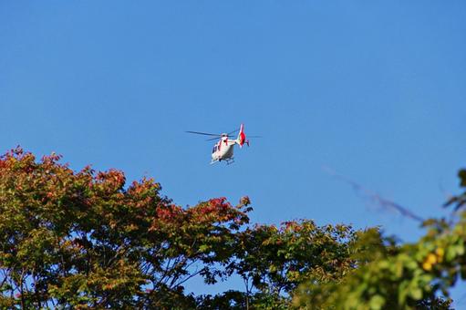 紅葉の梢の上のヘリコプター ヘリコプター,航空機,飛行の写真素材