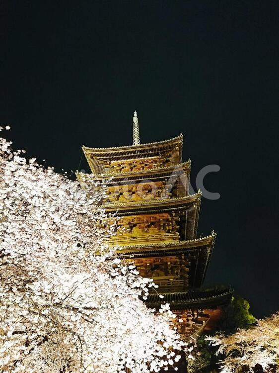 京都の寺社と夜桜 伝統的な,寺,屋外での写真素材