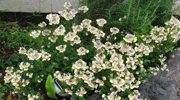 庭のネメシアの花 庭のネメシアの花の写真