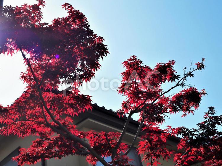春先のもみじの季節外れの紅葉 紅葉,木,自然の写真素材