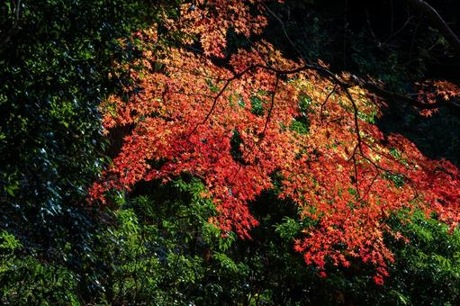 赤く色づいた公園の紅葉 赤く色づいた公園の紅葉の写真