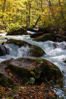 奥入瀬の紅葉の写真