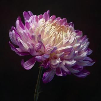 綺麗な菊 綺麗な菊の写真