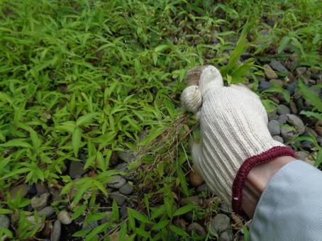庭の草むしり 庭の草むしりの写真