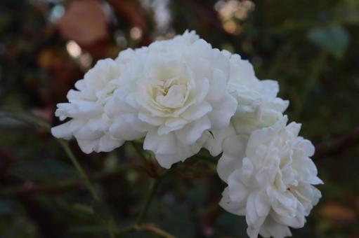 白い薔薇を撮った写真です 白い薔薇を撮った写真ですの写真