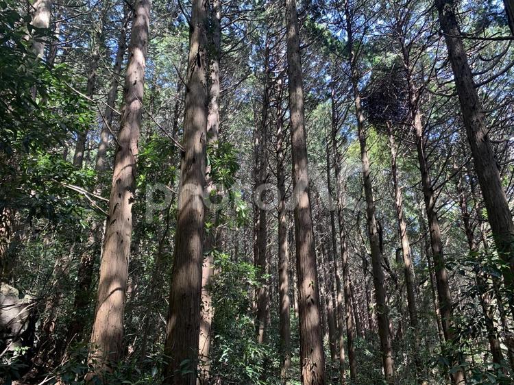 森林＠001 森林,森,山の写真素材