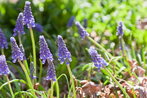 Photo, flower, muscari, spring, 