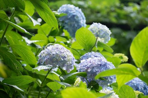 紫陽花の花 紫陽花,梅雨の景色,陽射しの写真素材