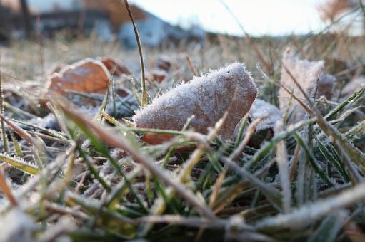 落ち葉に降りる霜 落ち葉,霜,初冬の写真素材