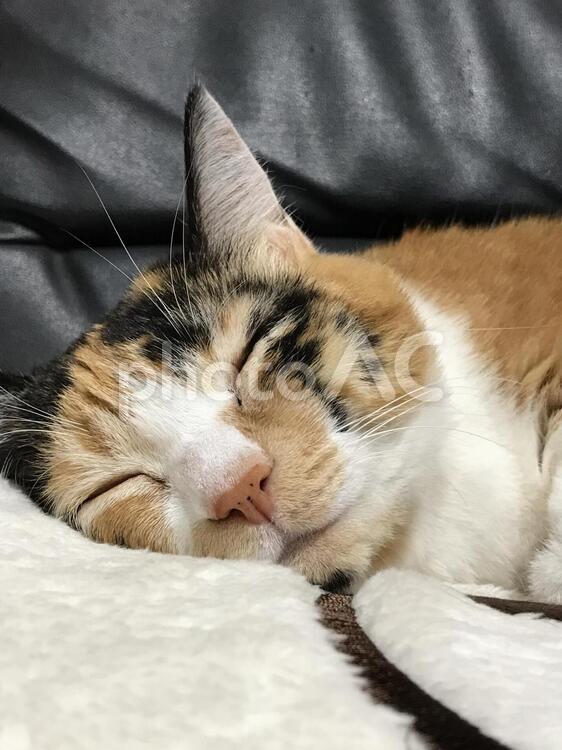 眠る三毛猫 猫,三毛猫,眠るの写真素材