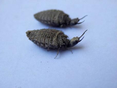 【昆虫写真】アリジゴクの写真