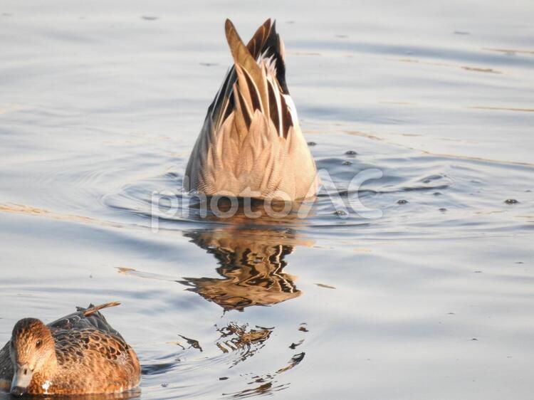 餌を潜って採る鴨の尻 カモ,鳥,鴨の写真素材