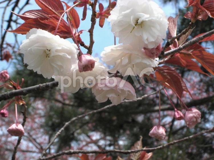 花弁の見事な　白い八重桜 花びら,枝垂桜,満開の写真素材