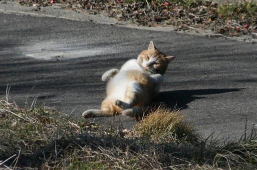 にゃに？ 動物,生き物,自然の写真素材