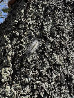 桜の木でうごめくアメリカシロヒトリ 桜の木でうごめくアメリカシロヒトリ 毛虫,虫,アメリカシロヒトリの写真素材
