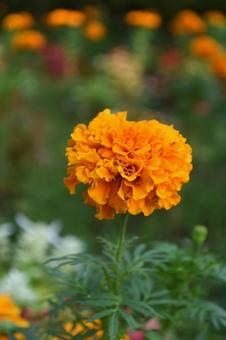 四季咲きの花：マリーゴールド2 植物,マリーゴールド,草花の写真素材