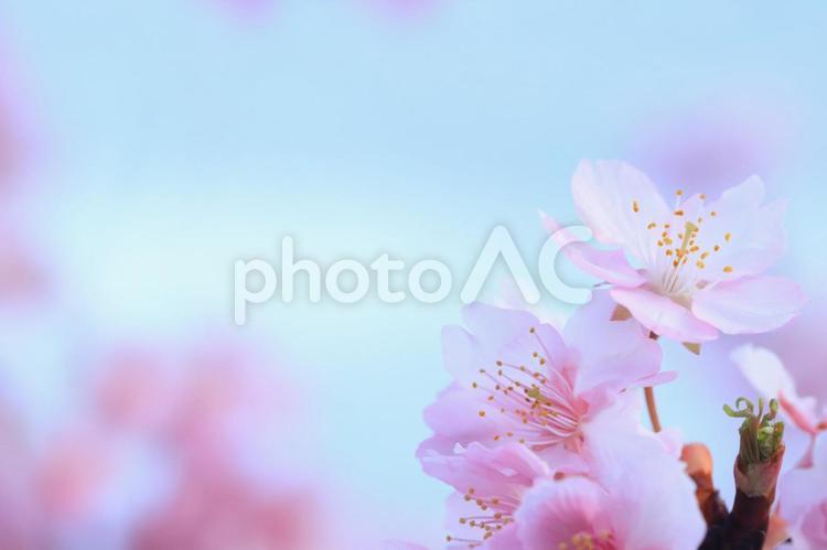 桜　さくら 桜,さくら,サクラの写真素材