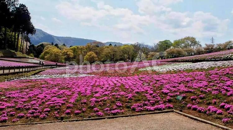 春の秩父・羊山公園の芝桜＆山並み・埼玉県 春,羊山公園,芝桜の写真素材