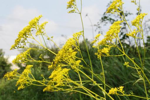 Photo, ominaeji, a flower, many small flowers, 
