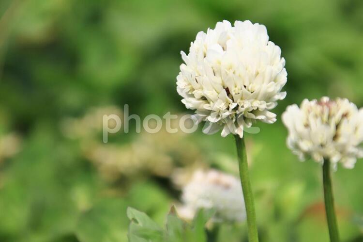 シロツメグサ シロツメグサ,花,植物の写真素材
