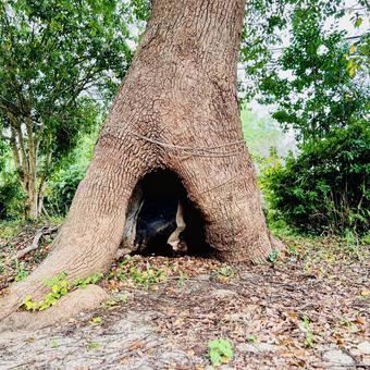 中津隈宝満宮 中津隈宝満宮,みやき町,佐賀県の写真素材