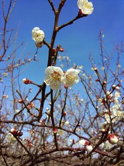 Photo, plum, white plum, flower, 