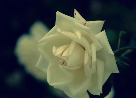 レトロな色合いのホワイトローズ レトロな色合いのホワイトローズ 薔薇,ローズ,薔薇の花の写真素材