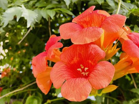 ノウゼンカズラのアップ ノウゼンカズラのアップ ノウゼンカズラ,花,橙色の写真素材