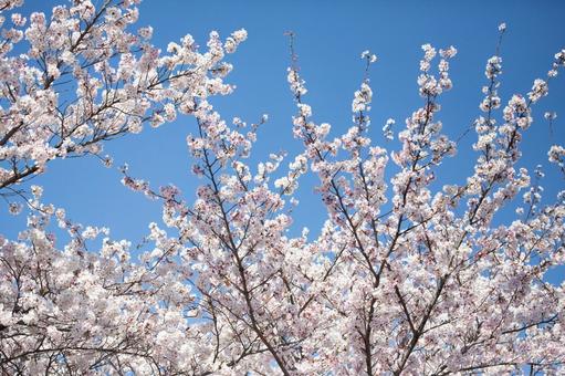 桜 さくら 桜 さくら 桜,さくら,入学式の写真素材