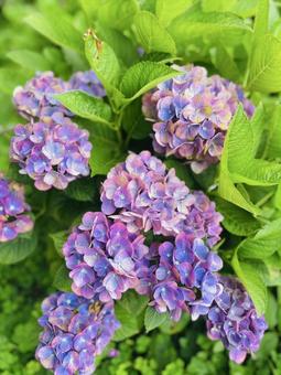 紫陽花 紫陽花の写真