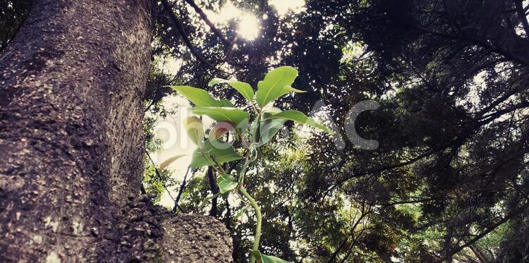木から生えた植物 木,葉,自然の写真素材