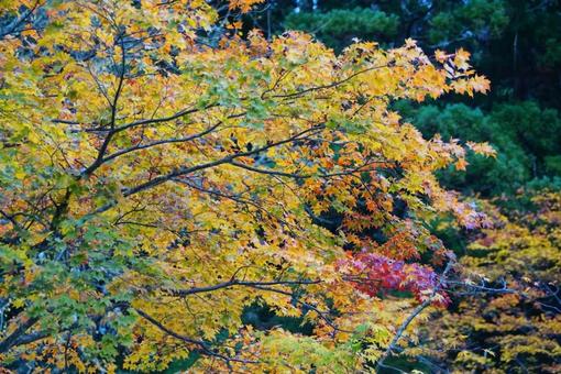 色づく紅葉のグラデーション 色づく紅葉のグラデーションの写真