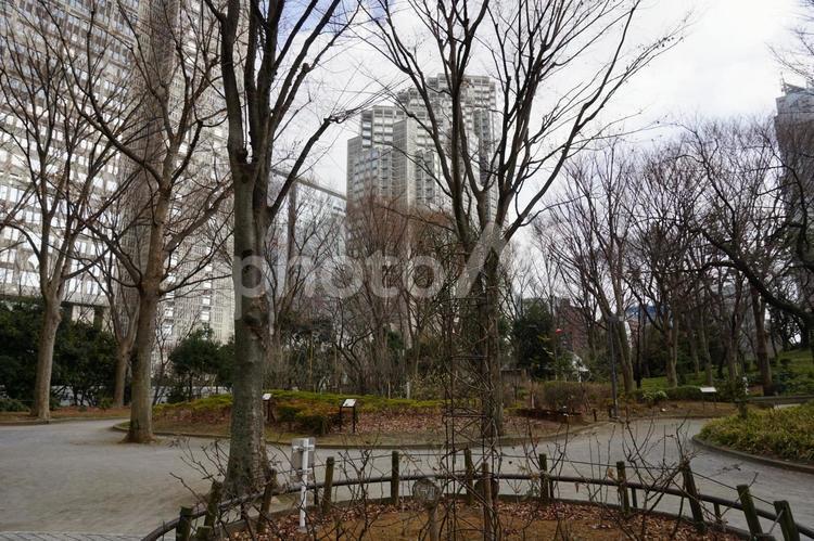 新宿中央公園　から都庁方面 新宿,新宿中央公園,公園の写真素材
