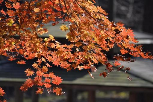 山の楓 山の楓 自然,綺麗,樹の写真素材