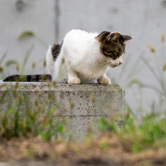 猫(254) 猫(254)の写真