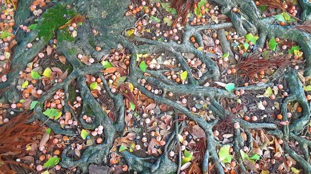 地面に散乱した銀杏の実・2 秋,銀杏,苔の写真素材