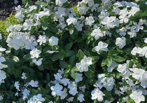 ニチニチソウの花畑(白) ニチニチソウの花畑(白)の写真