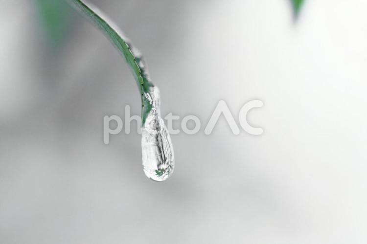 葉っぱから垂れた雫が凍った状態です 雫,凍る,氷の写真素材